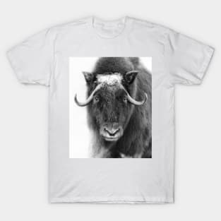 Muskox in winter T-Shirt